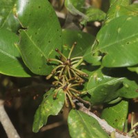 Manilkara hexandra (Roxb.) Dubard